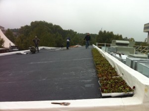 live roof 1