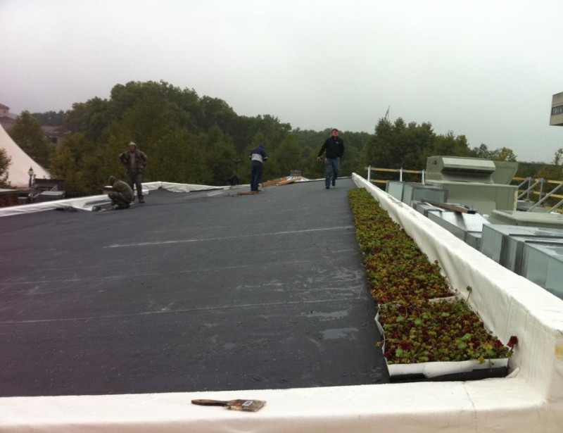 live roof 1