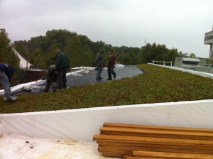 live roof 2