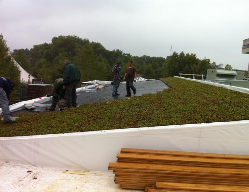 live roof 2