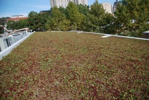 live roof 4