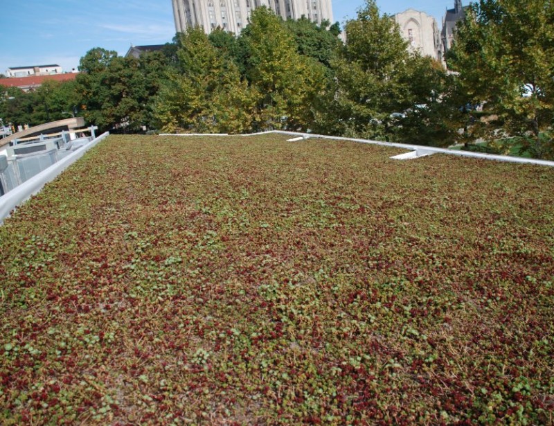 live roof 4